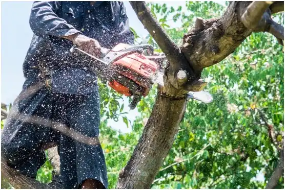 tree services Castroville